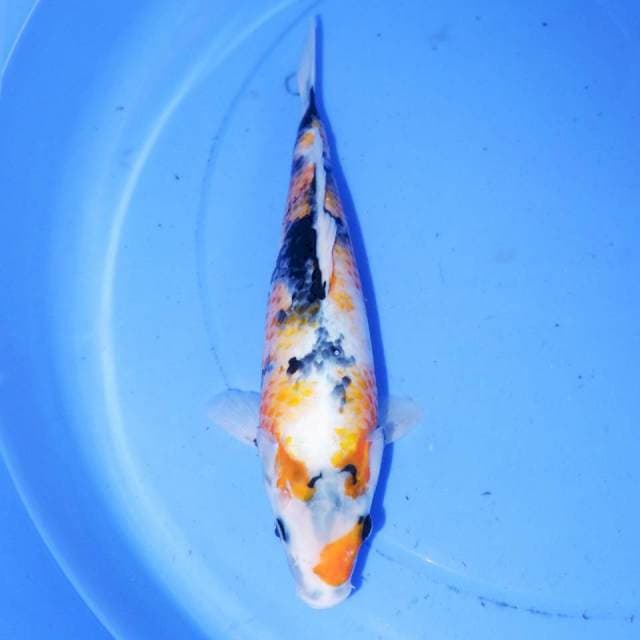 30cm KUNING KI SHOWA