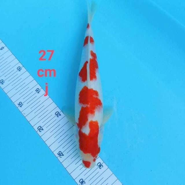 Kohaku merah strong 27 cm 
