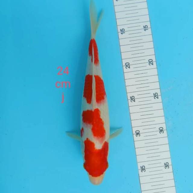 Kohaku strong 24cm