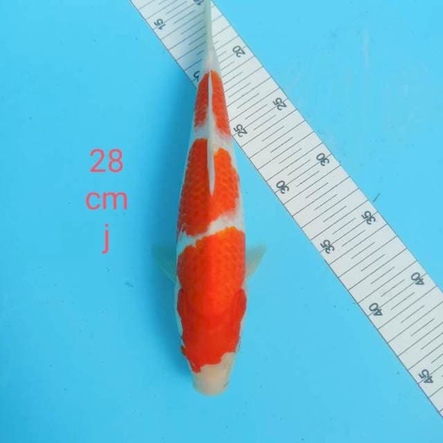 Kohaku 28 cm merah