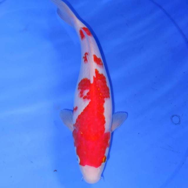 31cm KOKAKU
