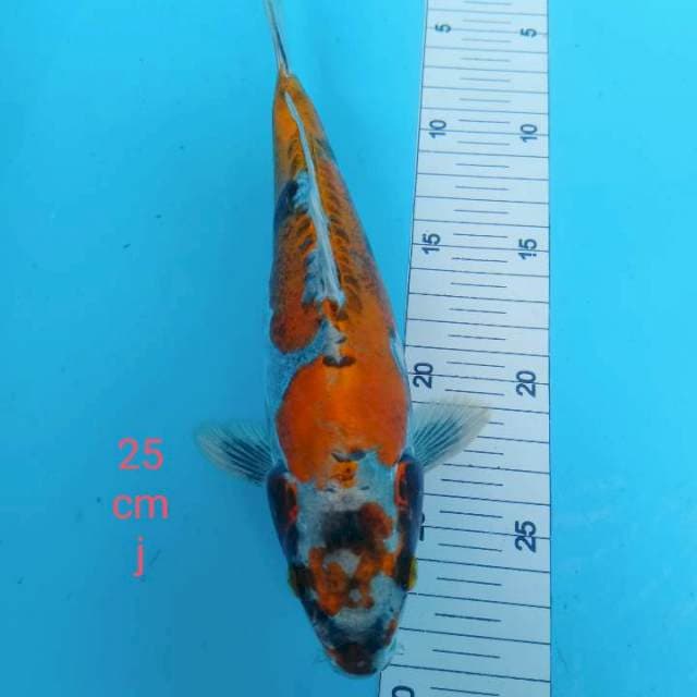 Kikuryu prospek 25 cm