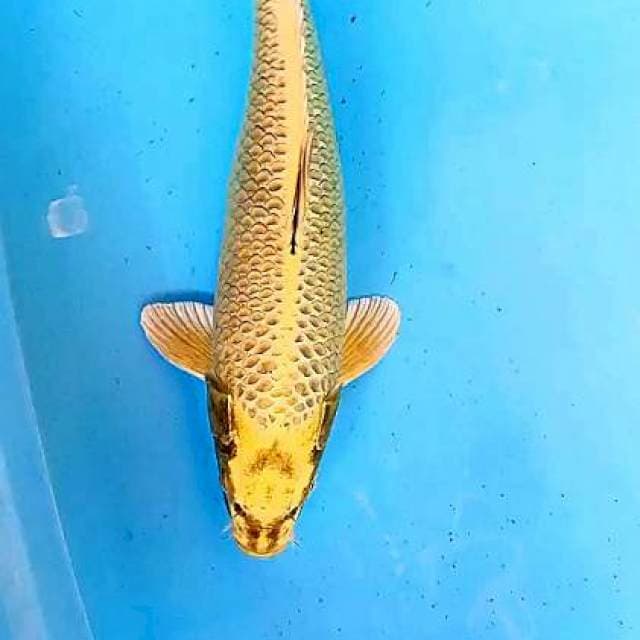 Gold mukashi 40 bu