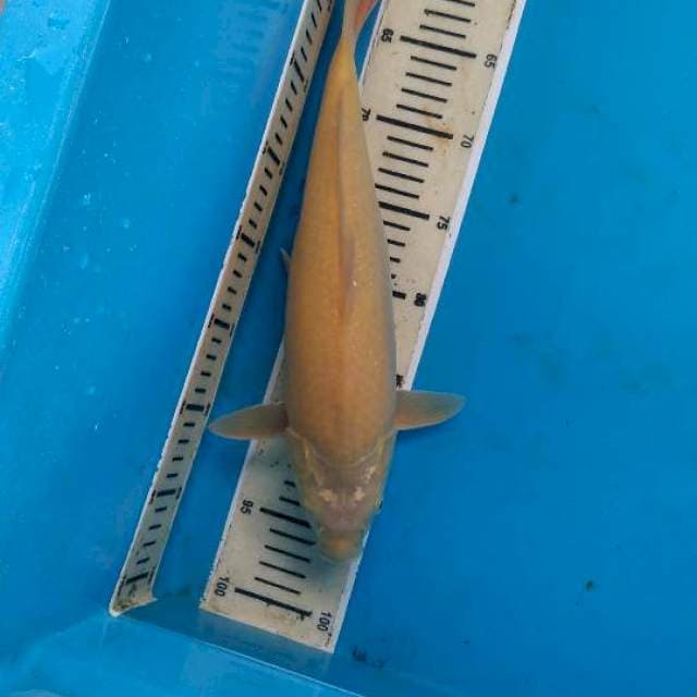 Karashi 37cm 