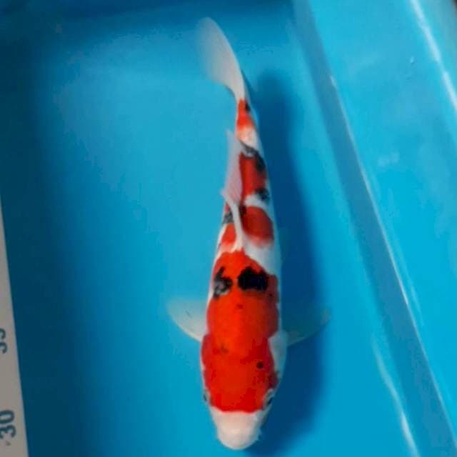 Sanke 28 cm