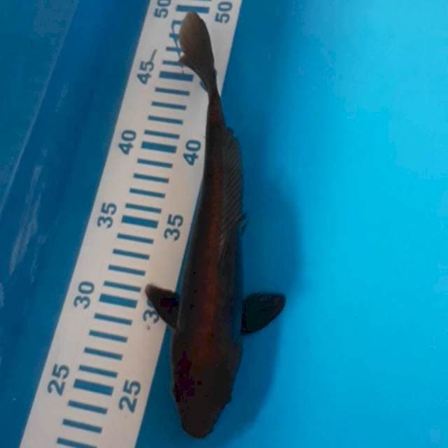Karasu 25 cm
