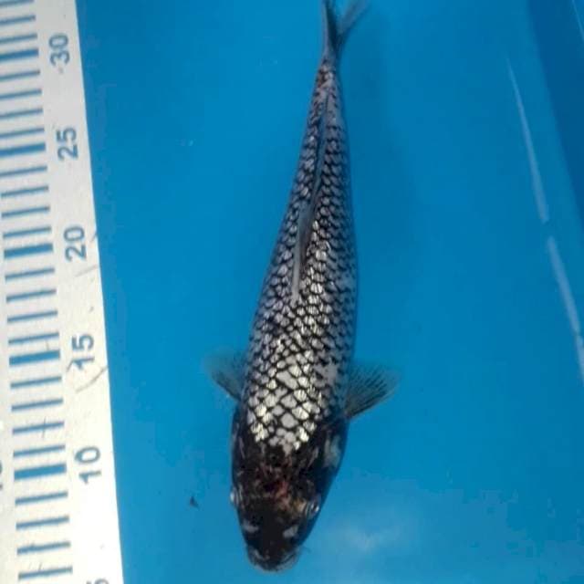 Matsukawabake Ginrin 25 cm