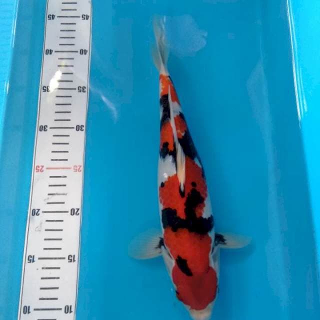 Showa bloodline dainichi 35bu