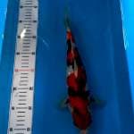 Showa bloodline dainichi 35bu