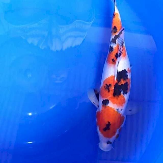 Sanke 42cm