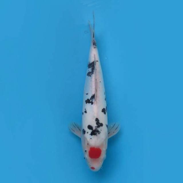 Tanco sanke 33cm