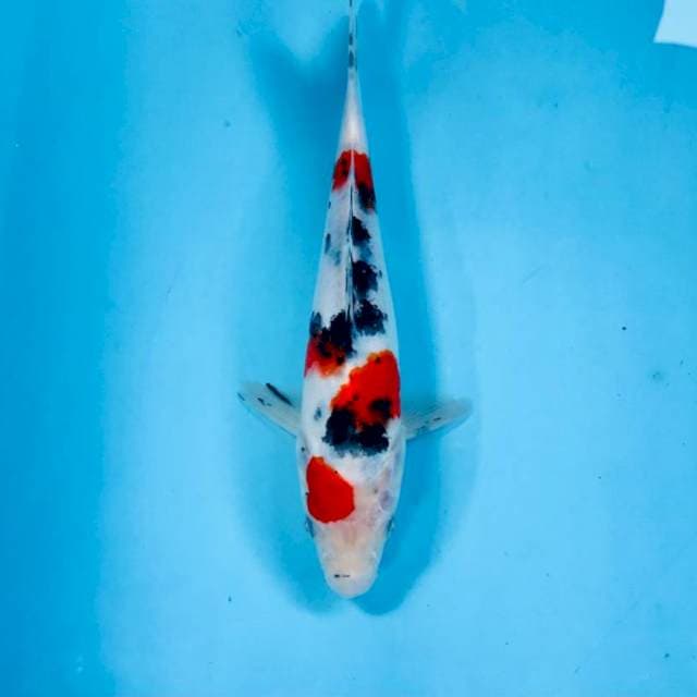 Sanke, 23 cm