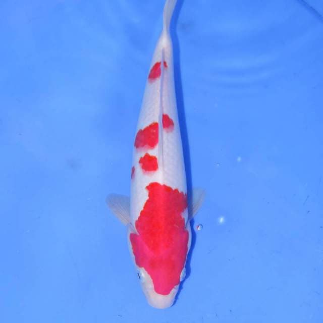MIZUKA KOHAKU