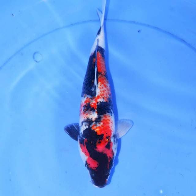 KANOKO SHOWA