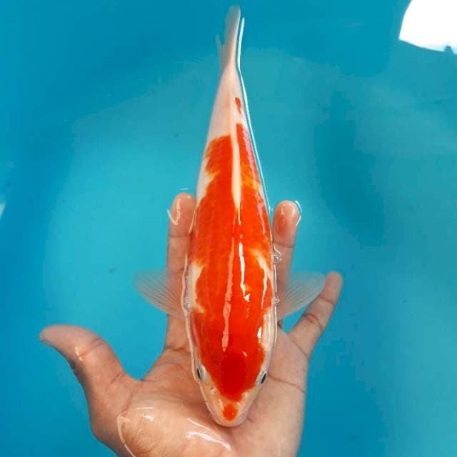 Kohaku Mantap 26cm