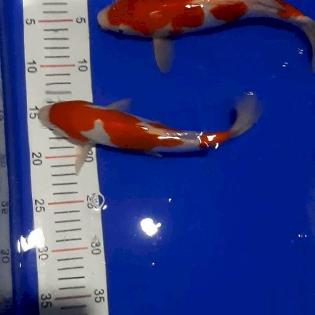 Kohaku inazuma doit 25-26 cm
