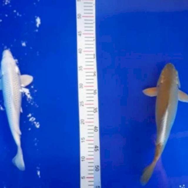 SQ matsuba 30 cm vs midori 32 cm