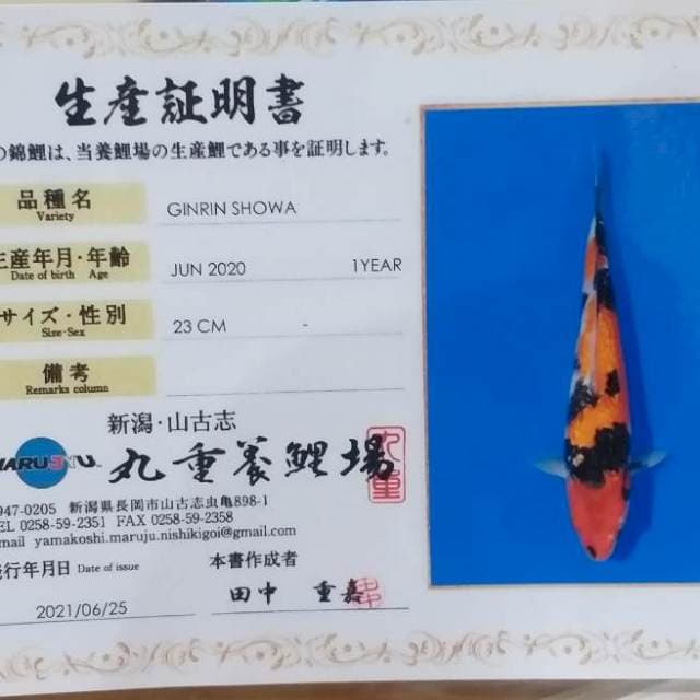 SHOWA GINRIN MARUJYU 26CM