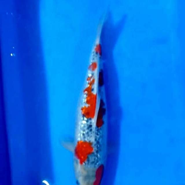 Premium goshiki ginrin 35cm