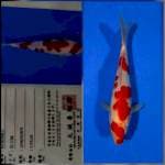 Kohaku marusei