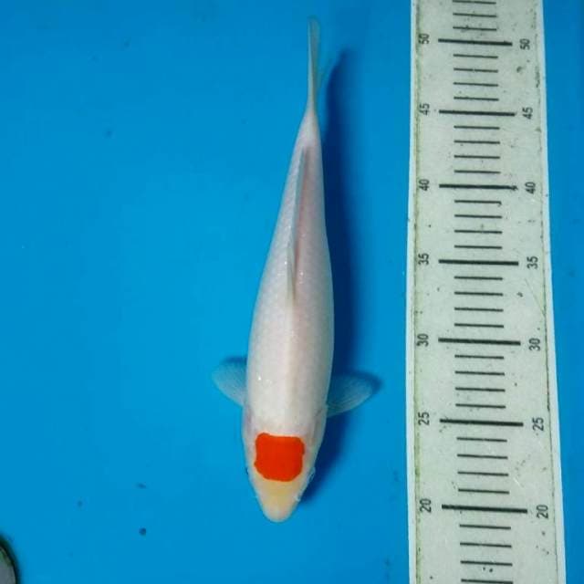 Tancho Kohaku 30