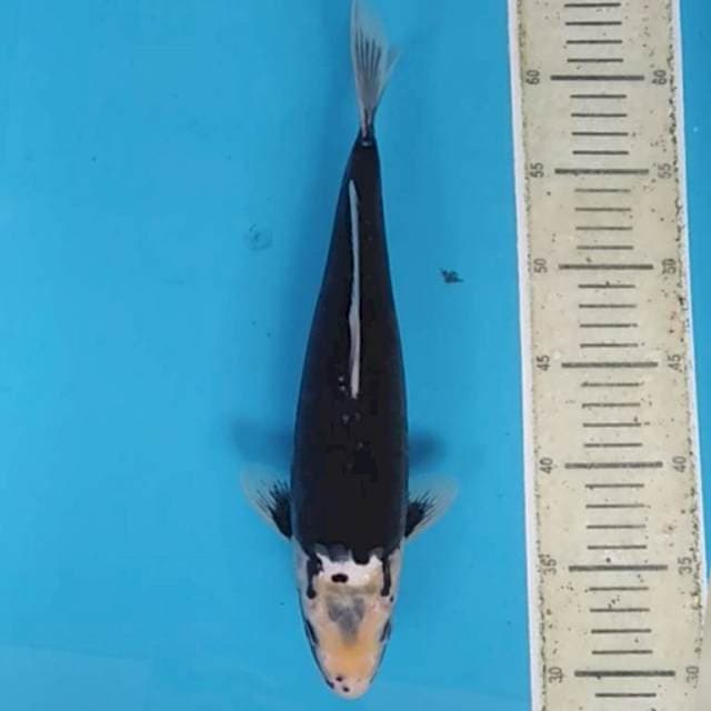 Black Kumon
