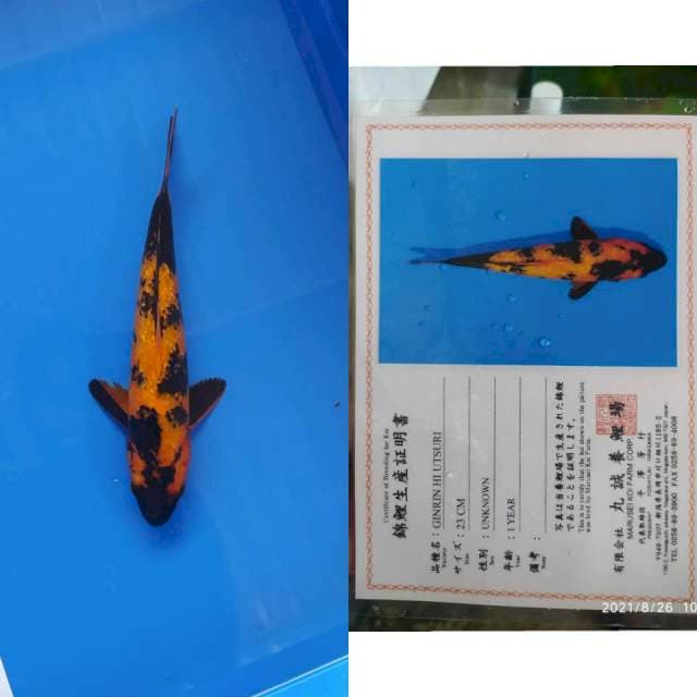 Ginrin Hi Utsuri 25bu calon onta
