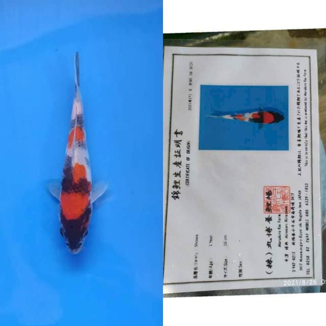 Maruhiro Showa 20 cm joss