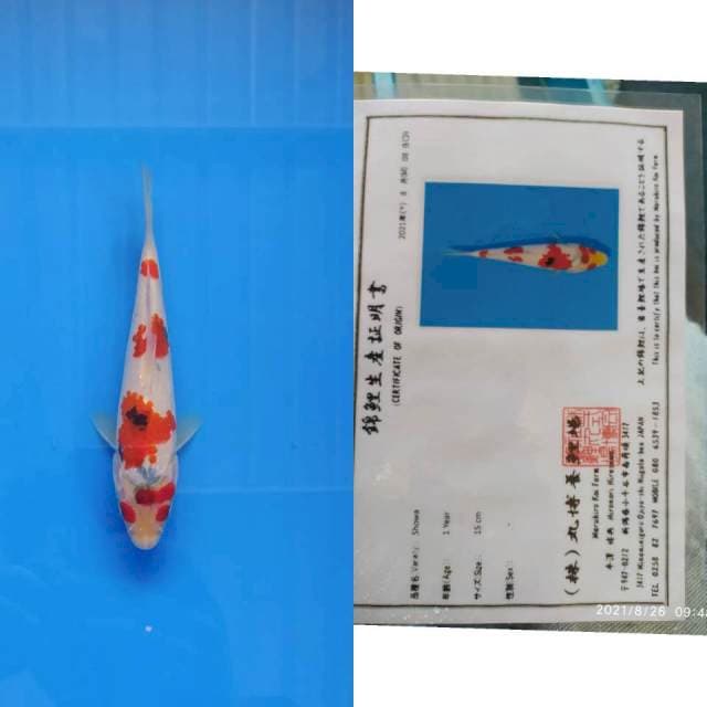 Maruhiro Showa 20cm Calon Juara