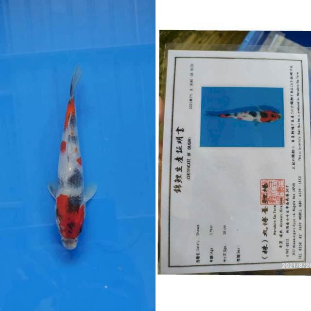 Maruhiro Showa 20cm Superrrr bos