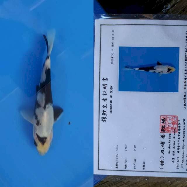 Maruhiro Shiro 20cm Mulai munuk