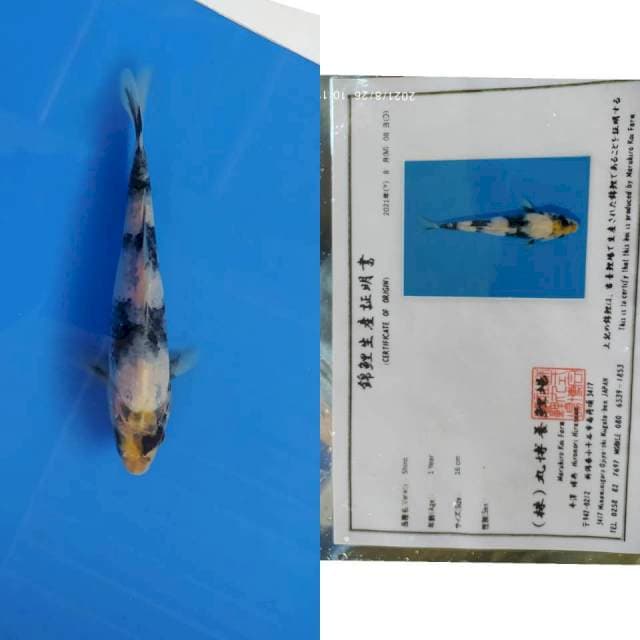 Maruhiro Shiro 20cm motif Kalung
