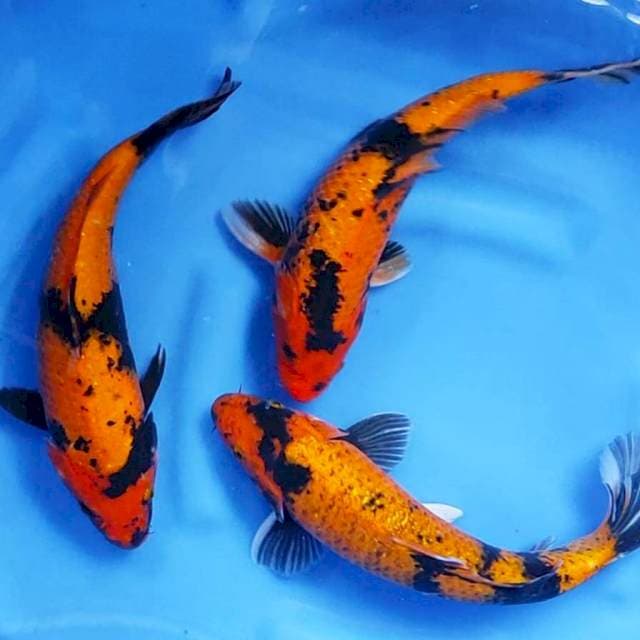 2. Paket Utsuri 3 ekor || 31-34 cm