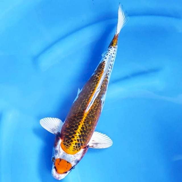 4. Maruten Kujaku || 36 cm