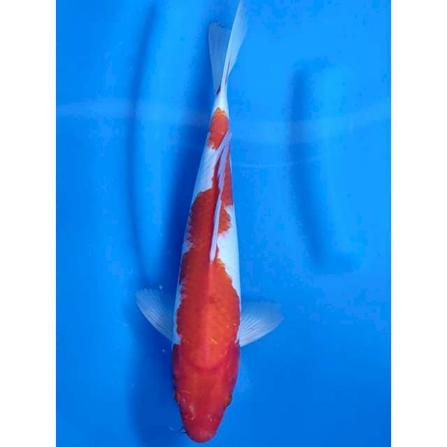 5. Kohaku Jantan || 32 cm
