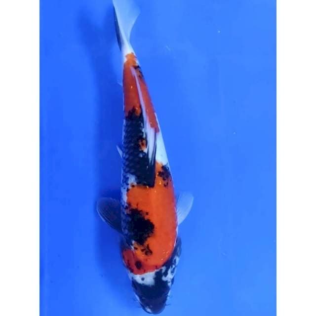 6. Showa || 32 cm