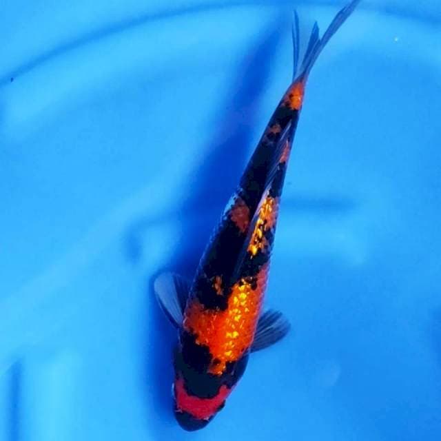 7. Showa Full Ginrin || 28 cm || Jantan