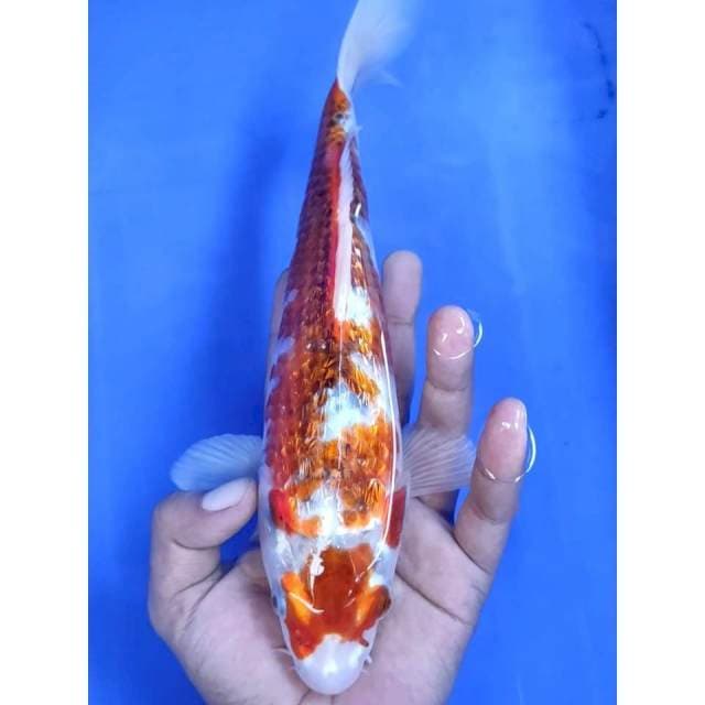 10. Ghosiki Ginrin || 28 cm