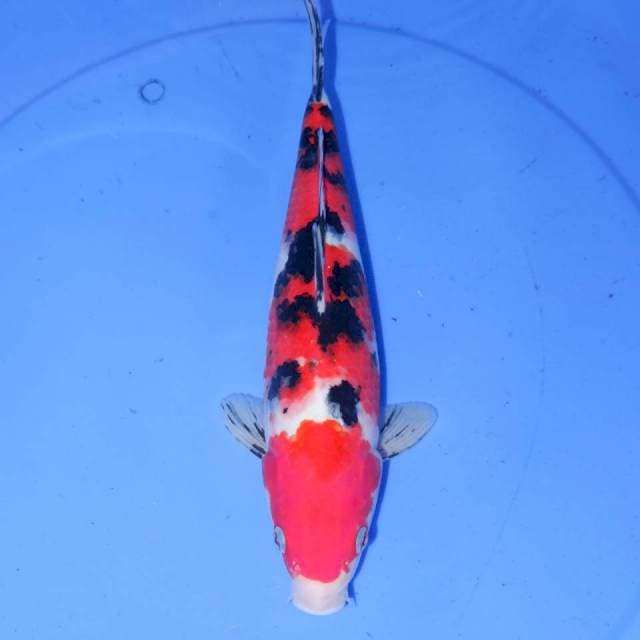 31CM SANKE LORENG