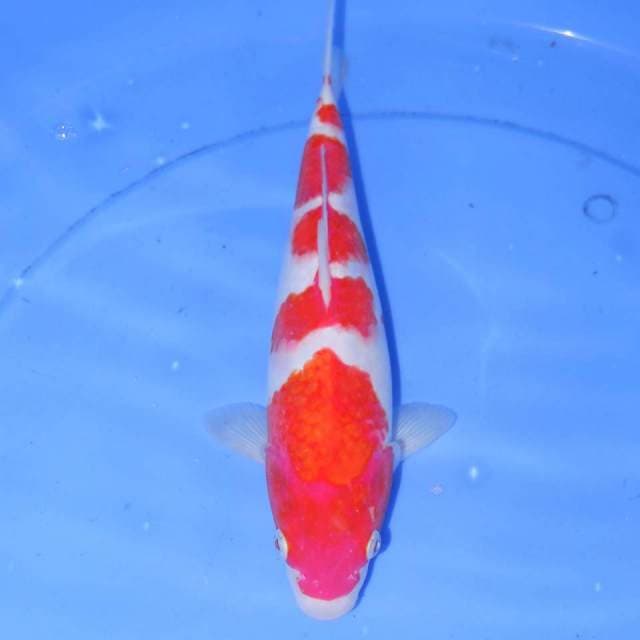 GONDAIME KOHAKU