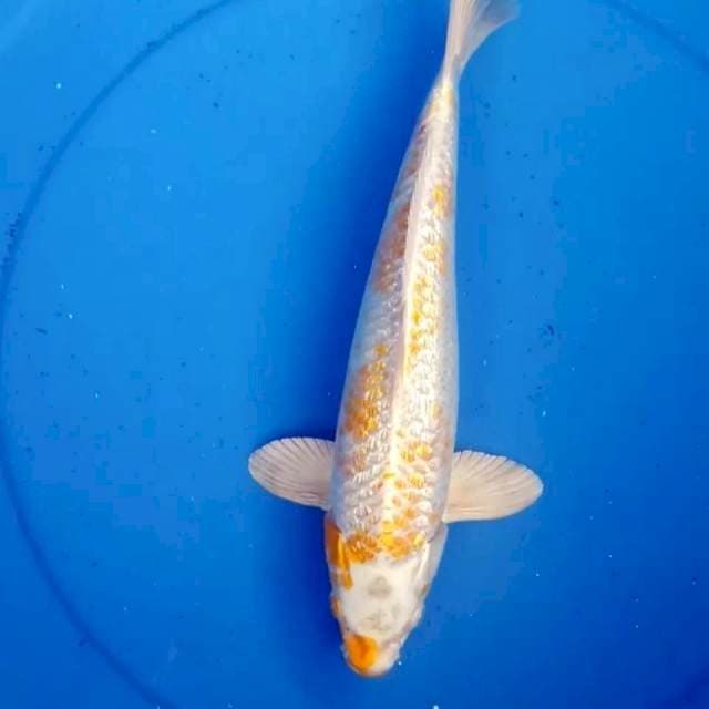 34cm KINGINRIN KANOKO HARIWAKE