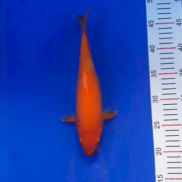 Karasi merah 27 cm