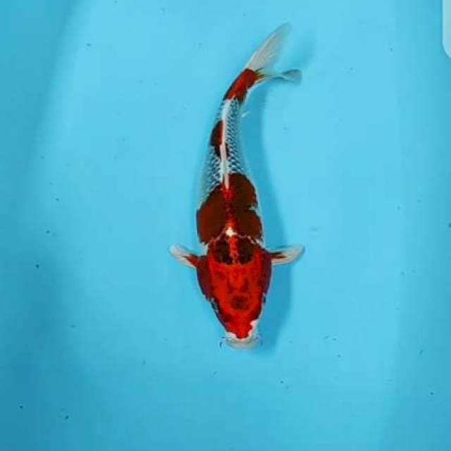 Kujaku 38cm