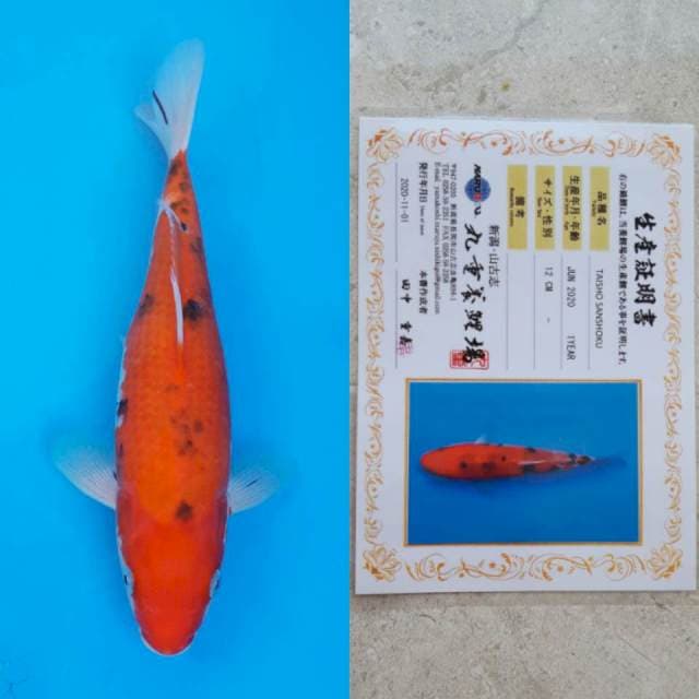 Marujyu Sanke Certi