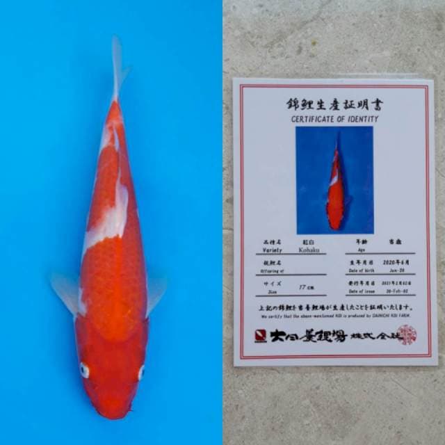 Dainichi Kohaku Certi