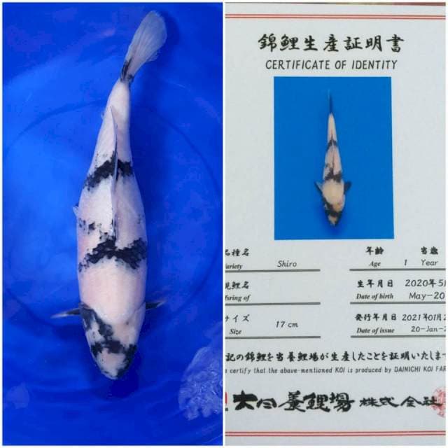 BULKY SHIRO import Dainichi