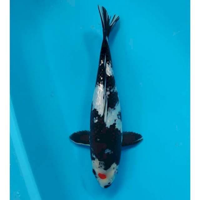 thanco showa ginrin 32 cm