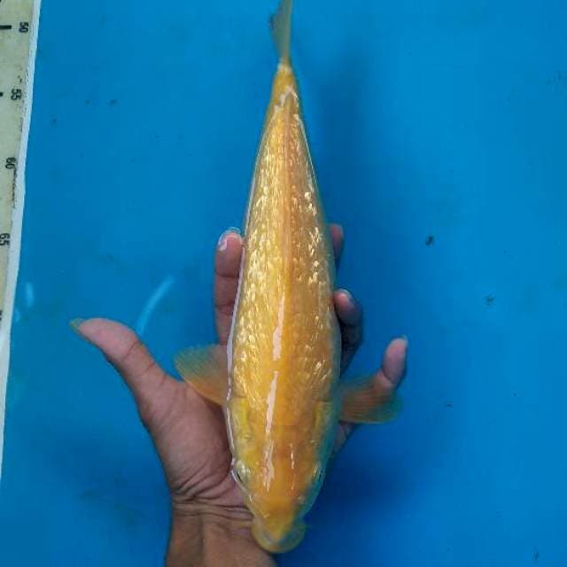 Karashi kingirin 34cm