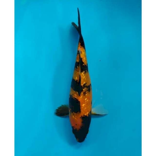 utsuri ginrin 27 cm