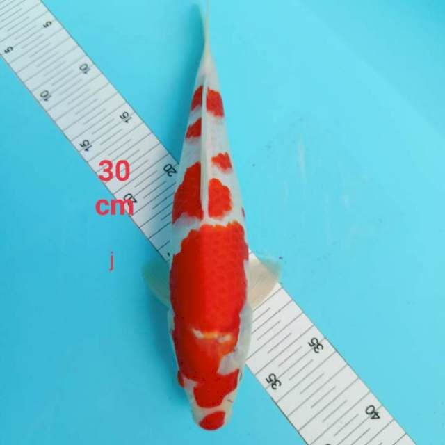 Kohaku strong 30 cm